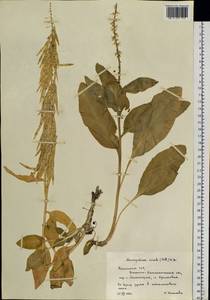 Macropodium nivale (Pall.) W.T. Aiton, Siberia, Western (Kazakhstan) Altai Mountains (S2a) (Kazakhstan)