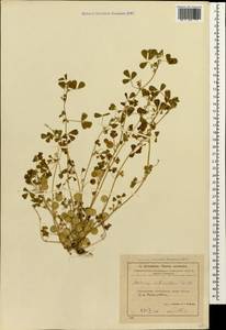 Medicago orbicularis (L.)Bartal., Caucasus, Azerbaijan (K6) (Azerbaijan)