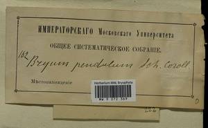 Ptychostomum compactum Hornsch., Bryophytes, Bryophytes (no precise locality) (B0)