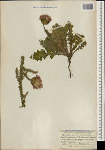 Carduus adpressus C. A. Mey., Caucasus, Azerbaijan (K6) (Azerbaijan)
