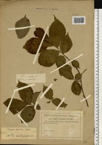 Ulmus glabra, Eastern Europe, Central forest region (E5) (Russia)