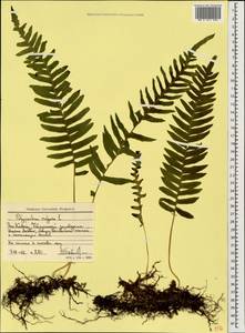 Polypodium vulgare L., Caucasus, Stavropol Krai, Karachay-Cherkessia & Kabardino-Balkaria (K1b) (Russia)