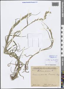 Lolium multiflorum Lam., Middle Asia, Syr-Darian deserts & Kyzylkum (M7) (Uzbekistan)