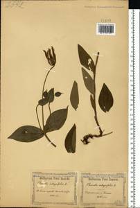Clematis integrifolia L., Eastern Europe, South Ukrainian region (E12) (Ukraine)