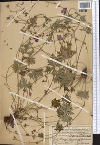 Geranium collinum Stephan ex Willd., Middle Asia, Western Tian Shan & Karatau (M3) (Kazakhstan)