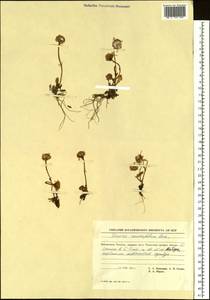 Packera heterophylla (Fisch.) E. L. Wiebe, Siberia, Chukotka & Kamchatka (S7) (Russia)