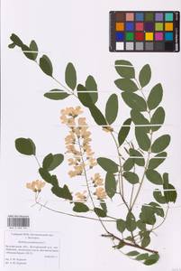 Robinia pseudoacacia L., Eastern Europe, Central forest-and-steppe region (E6) (Russia)