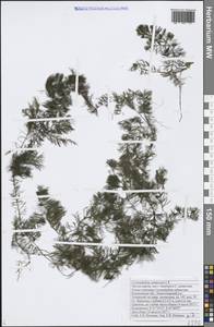 Ceratophyllum submersum L., Eastern Europe, Central forest-and-steppe region (E6) (Russia)