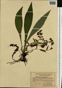 Pulmonaria angustifolia L., Eastern Europe, Middle Volga region (E8) (Russia)