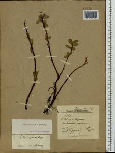 Salix reptans Rupr., Eastern Europe, Northern region (E1) (Russia)