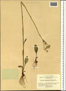 Tephroseris integrifolia (L.) Holub, Siberia, Altai & Sayany Mountains (S2) (Russia)