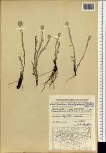 Leontopodium leontopodioides (Willd.) Beauverd, Mongolia (MONG) (Mongolia)