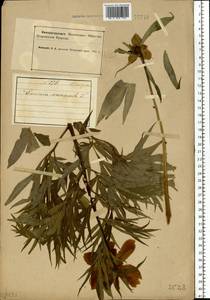 Paeonia anomala L., Eastern Europe, Northern region (E1) (Russia)