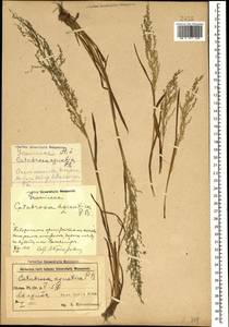 Catabrosa aquatica (L.) P.Beauv., Caucasus, Azerbaijan (K6) (Azerbaijan)