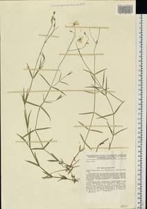 Stellaria palustris (Murray ex Ehrh.) Hoffm., Eastern Europe, Central region (E4) (Russia)