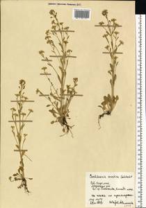 Cochlearia groenlandica L., Eastern Europe, Northern region (E1) (Russia)