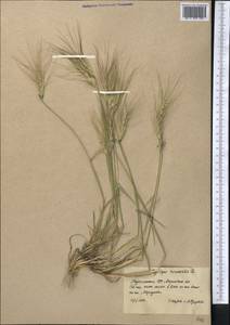 Aegilops triuncialis L., Middle Asia, Karakum (M6) (Turkmenistan)
