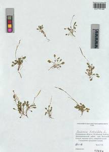 KUZ 005 446, Cardamine bellidifolia L., Siberia, Altai & Sayany Mountains (S2) (Russia)