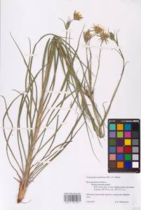 Tragopogon podolicus Besser ex DC., Eastern Europe, Central forest-and-steppe region (E6) (Russia)