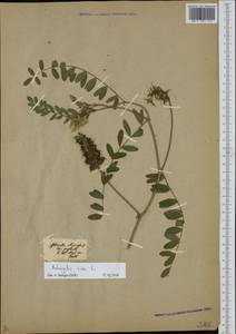 Astragalus cicer L., Eastern Europe, Estonia (E2c) (Estonia)