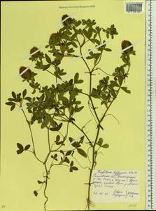 Trifolium diffusum Ehrh., Eastern Europe, Rostov Oblast (E12a) (Russia)