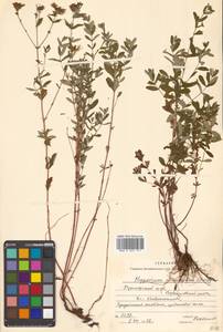 Hypericum attenuatum Fisch. ex Choisy, Siberia, Russian Far East (S6) (Russia)