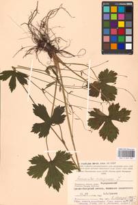 Ranunculus lanuginosus L., Eastern Europe, Moscow region (E4a) (Russia)