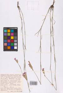 Dianthus borbasii Vandas, Eastern Europe, Lower Volga region (E9) (Russia)