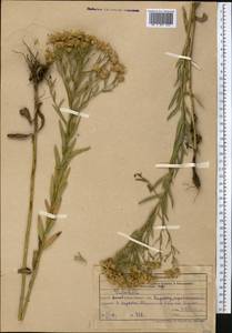 Galatella, Middle Asia, Western Tian Shan & Karatau (M3) (Kazakhstan)