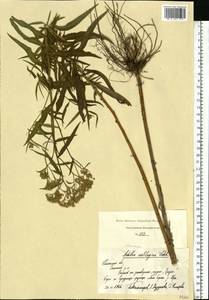 Achillea salicifolia subsp. salicifolia, Eastern Europe, Central region (E4) (Russia)