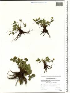 Potentilla fragarioides L., Siberia, Baikal & Transbaikal region (S4) (Russia)