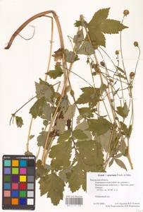 Geum × spurium C. A. Mey., Eastern Europe, Central region (E4) (Russia)