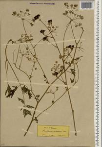 Xanthoselinum alsaticum (L.) Schur, South Asia, South Asia (Asia outside ex-Soviet states and Mongolia) (ASIA) (Turkey)