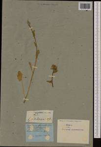 Cochlearia officinalis L., Western Europe (EUR) (Not classified)