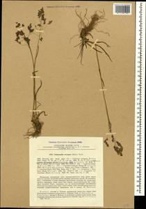 Catabrosella variegata (Boiss.) Tzvelev, Caucasus, Stavropol Krai, Karachay-Cherkessia & Kabardino-Balkaria (K1b) (Russia)