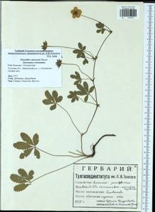 Potentilla inclinata Vill., Eastern Europe, Central region (E4) (Russia)