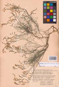 Astragalus pseudotataricus Boriss., Eastern Europe, Lower Volga region (E9) (Russia)