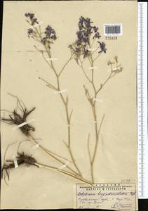 Delphinium longipedunculatum Regel & Schmalh., Middle Asia, Pamir & Pamiro-Alai (M2) (Uzbekistan)