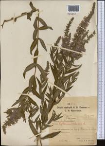 Lythrum salicaria L., Middle Asia, Northern & Central Kazakhstan (M10) (Kazakhstan)