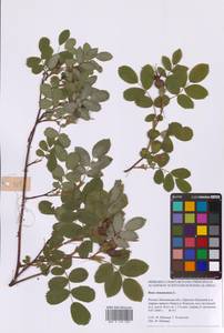 Rosa majalis Herrm., Eastern Europe, Moscow region (E4a) (Russia)