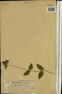 Clinopodium vulgare L., Eastern Europe, Belarus (E3a) (Belarus)