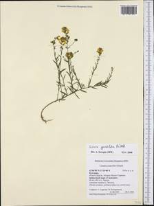 Linaria genistifolia (L.) Mill., Western Europe (EUR) (Bulgaria)
