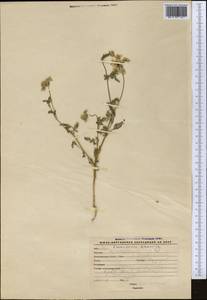 Eremodaucus lehmannii Bunge, Middle Asia, Western Tian Shan & Karatau (M3) (Kyrgyzstan)