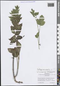 Galega orientalis Lam., Eastern Europe, Middle Volga region (E8) (Russia)