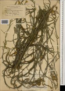Centaurea solstitialis L., Caucasus, Azerbaijan (K6) (Azerbaijan)
