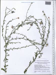 Heteropappus altaicus var. canescens (Nees) Serg., Middle Asia, Western Tian Shan & Karatau (M3) (Kyrgyzstan)