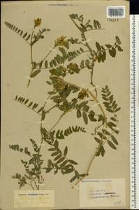 Astragalus cicer L., Eastern Europe, Eastern region (E10) (Russia)