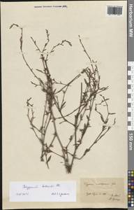 Polygonum bellardii All., Western Europe (EUR) (France)