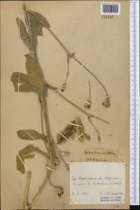 Silene coronaria (L.) Clairv., Middle Asia, Western Tian Shan & Karatau (M3) (Kazakhstan)