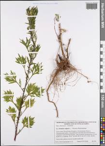 Artemisia vulgaris L., Eastern Europe, Belarus (E3a) (Belarus)